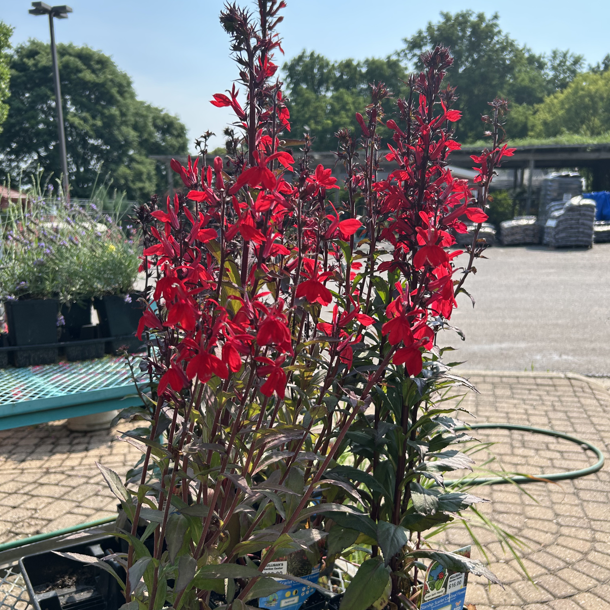 Starship Scarlet Cardinal Flower