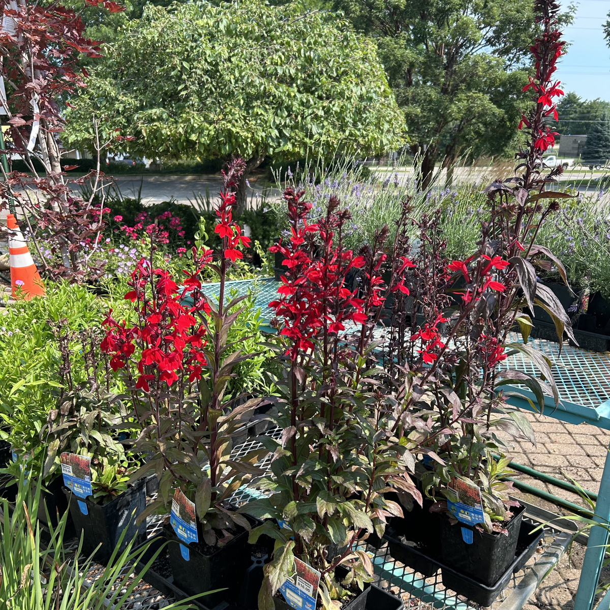 Starship Scarlet Cardinal Flower
