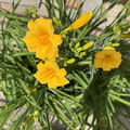 Stella De Oro Daylily