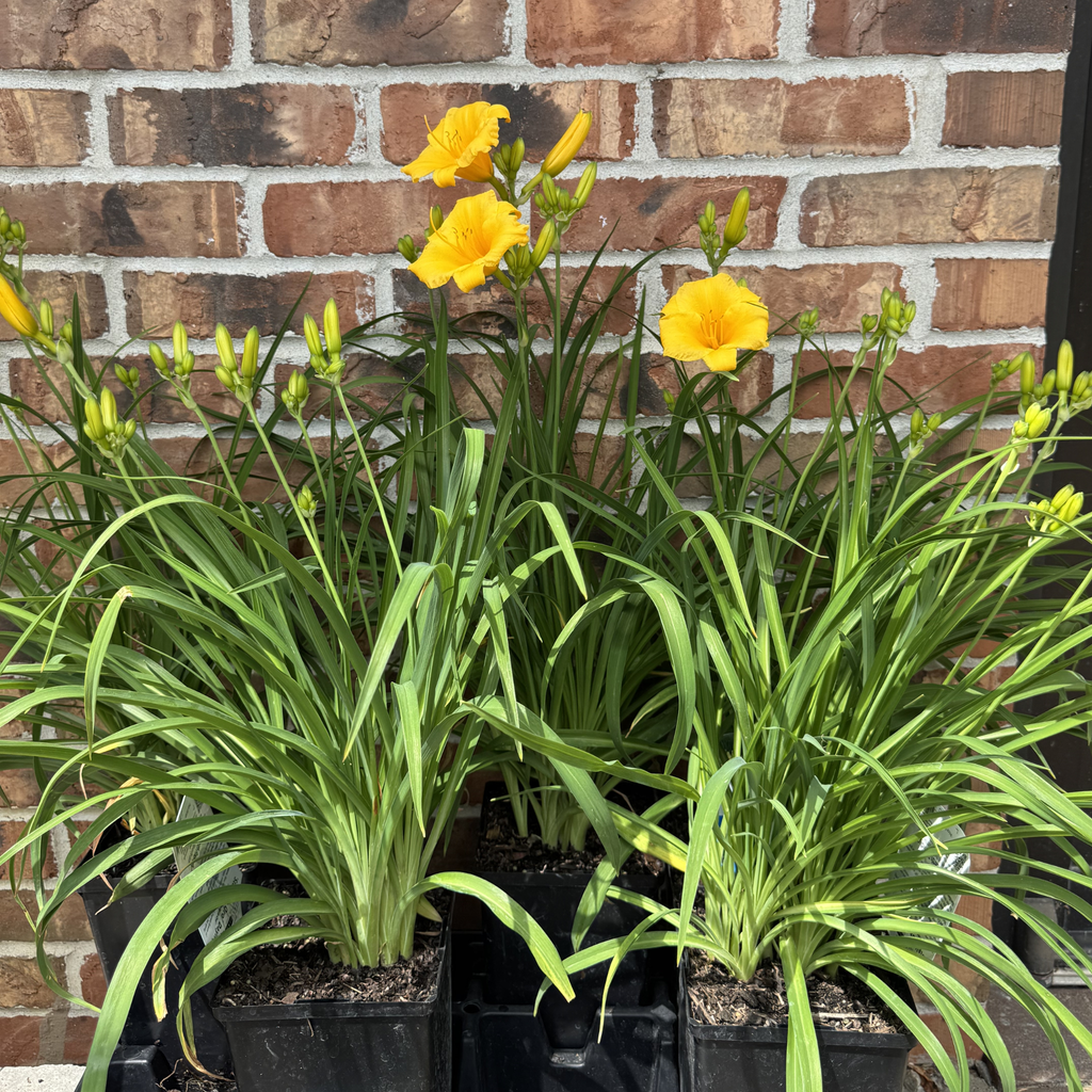 Stella De Oro Daylily