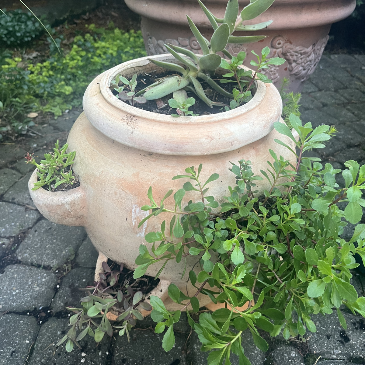 Strawberry planter, terracotta