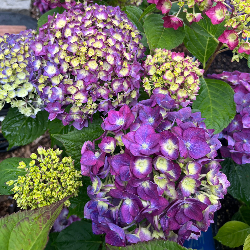 Summer Crush Hydrangea