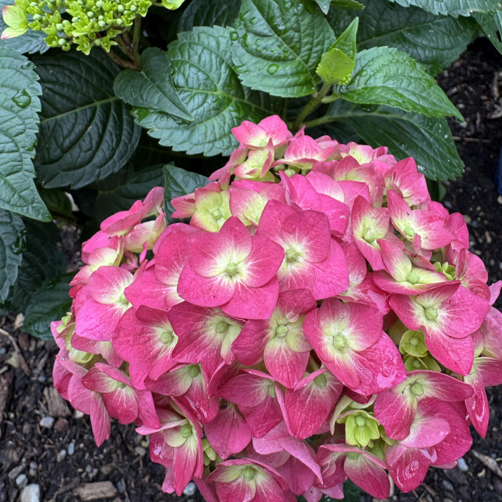 Summer Crush Hydrangea