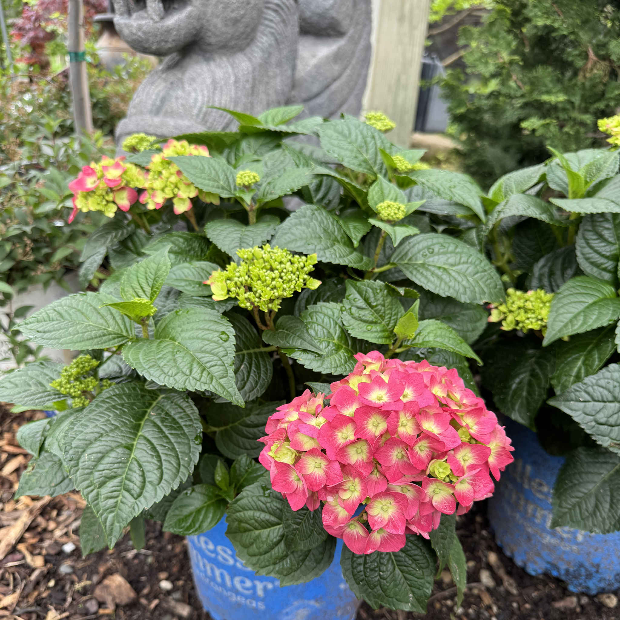 Summer Crush Hydrangea