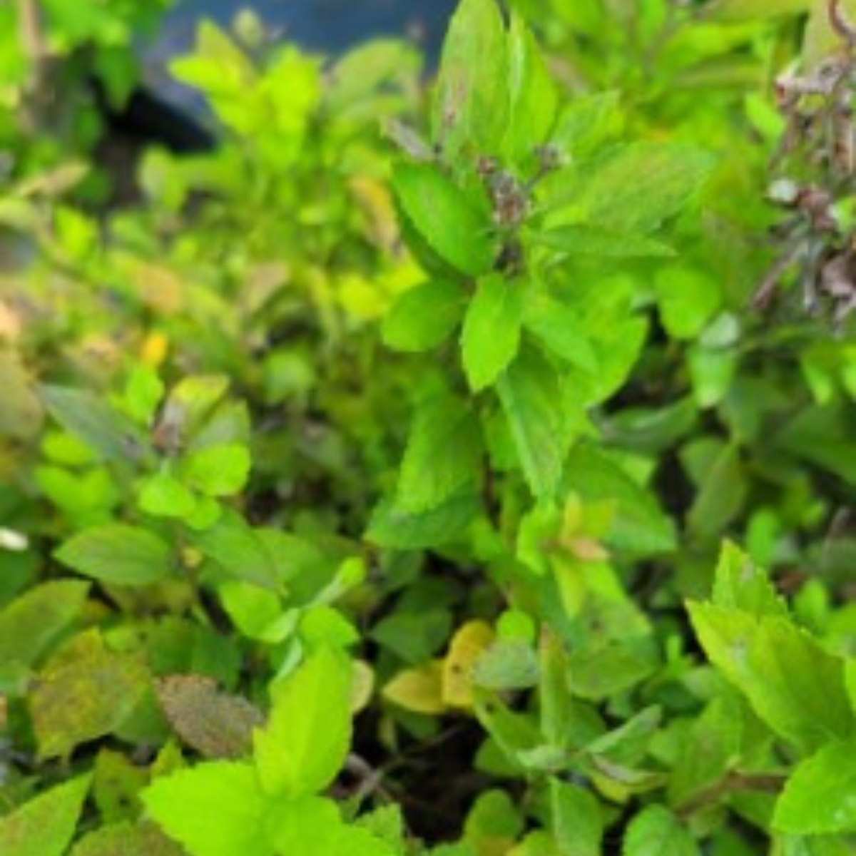 Sundrop Spirea