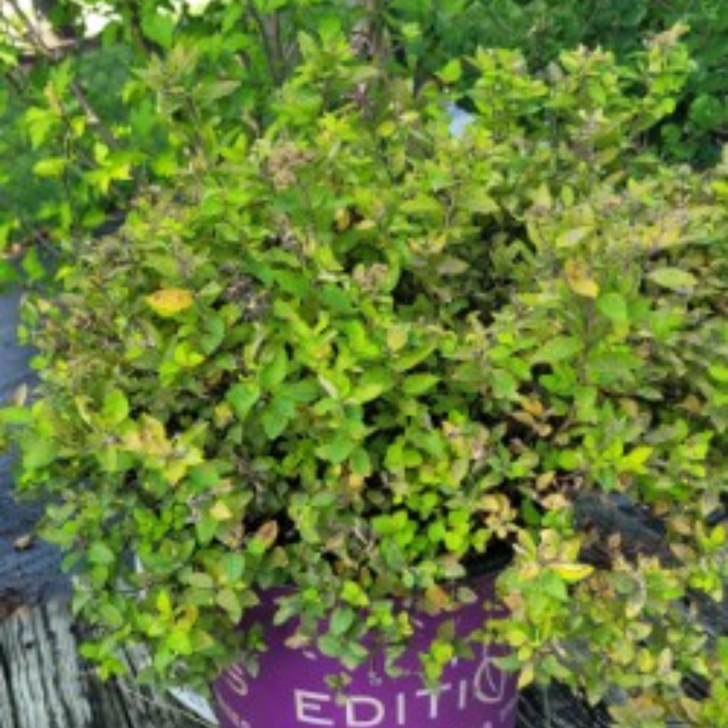 Sundrop Spirea