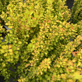 Sunjoy Gold Pillar Barberry