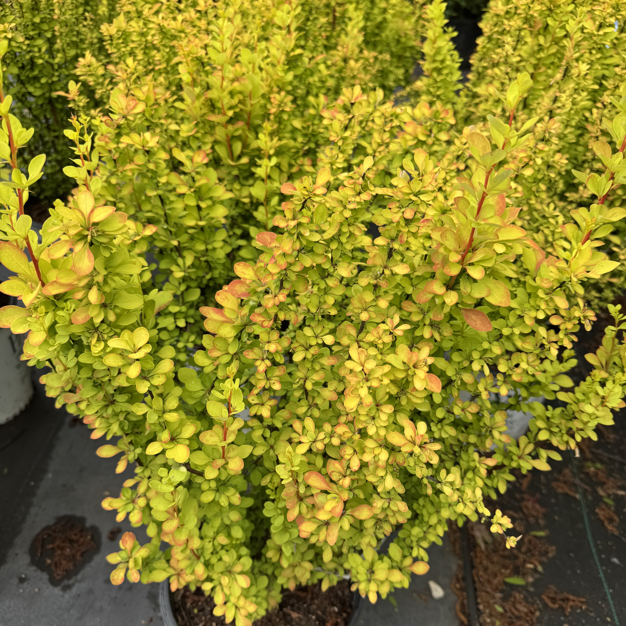 Sunjoy Gold Pillar Barberry