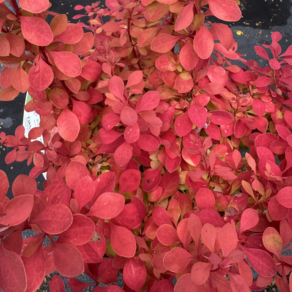 Sunjoy Neo Barberry