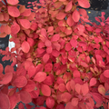 Sunjoy Neo Barberry