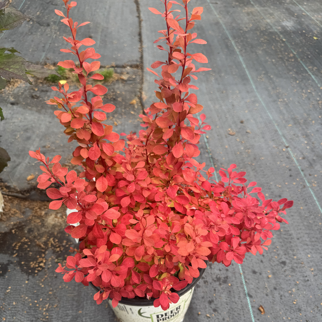 Sunjoy Neo Barberry