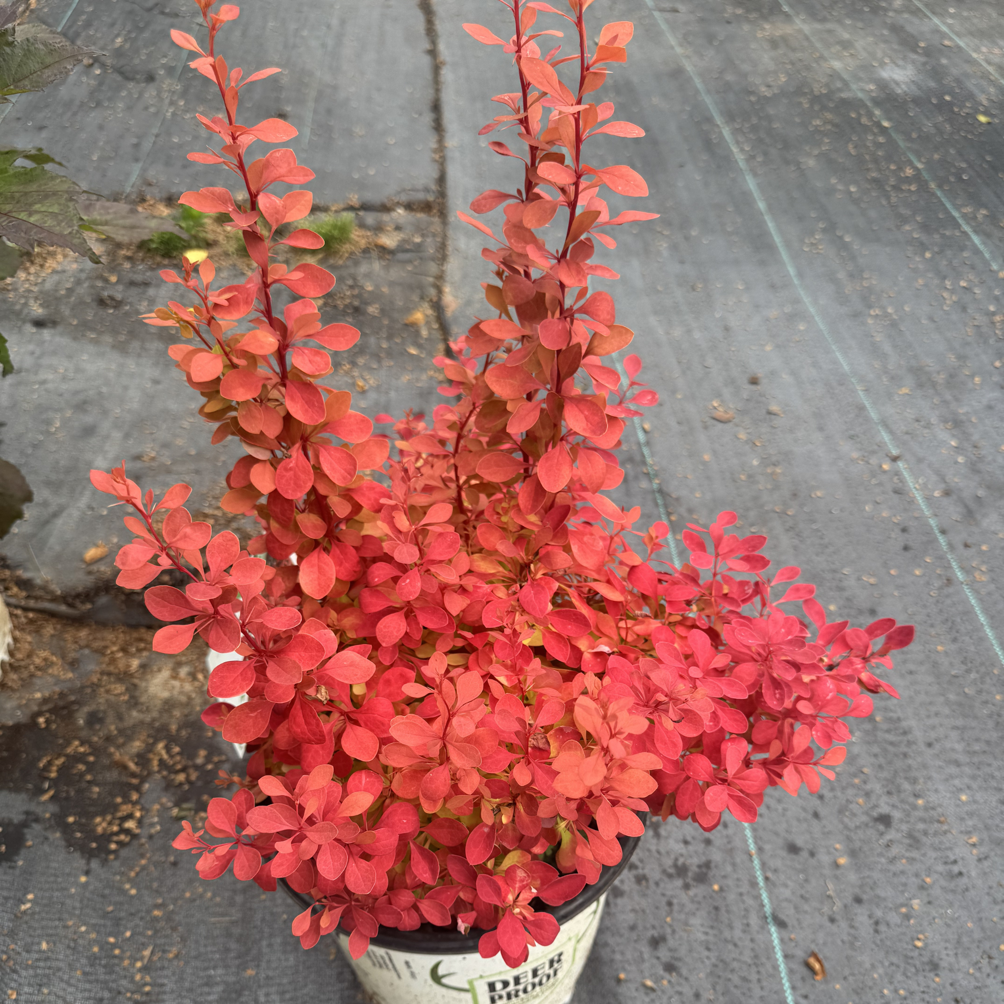 Sunjoy Neo Barberry