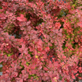 Sunjoy Tangelo Barberry