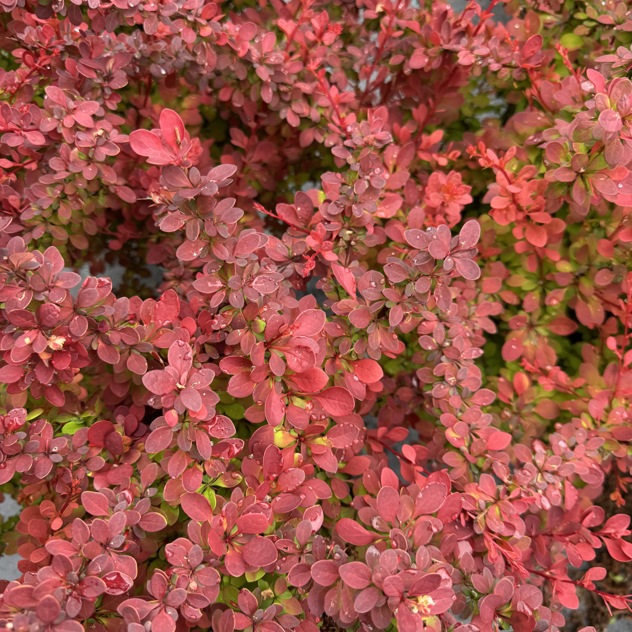 Sunjoy Tangelo Barberry