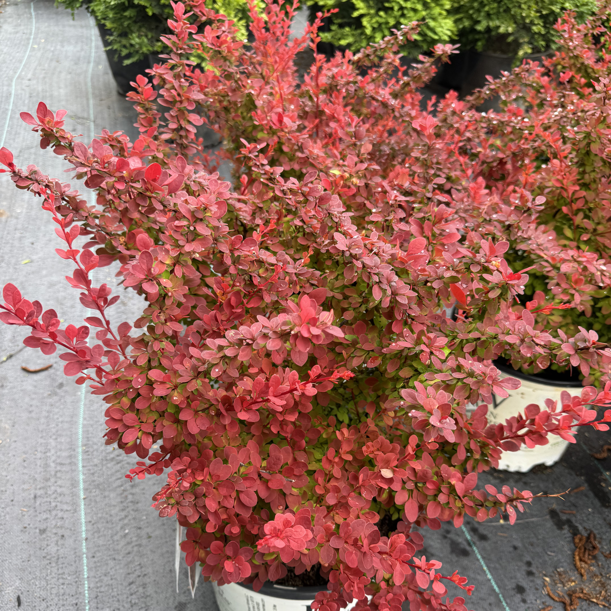 Sunjoy Tangelo Barberry