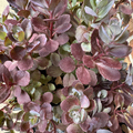 SunSparkler® Plum Dazzled Sedum
