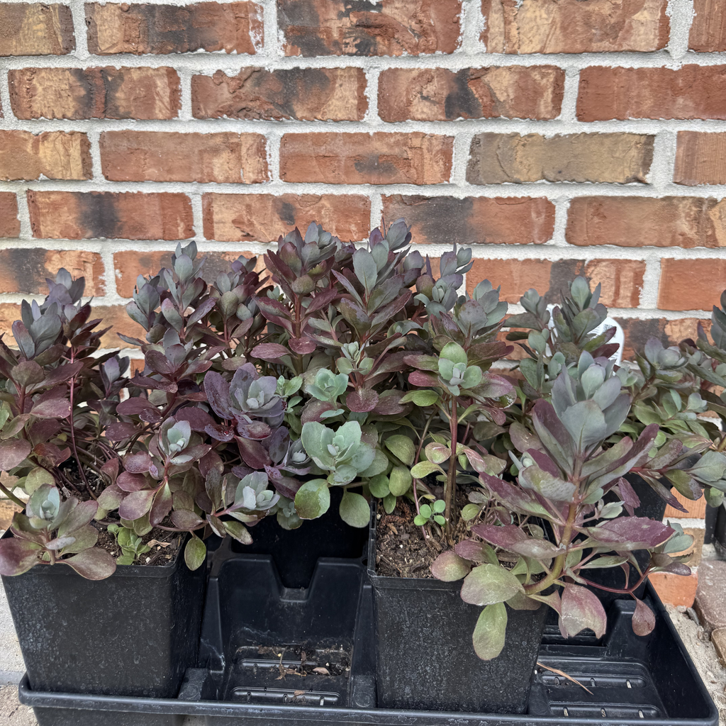 SunSparkler® Plum Dazzled Sedum