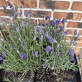 SuperBlue Lavender