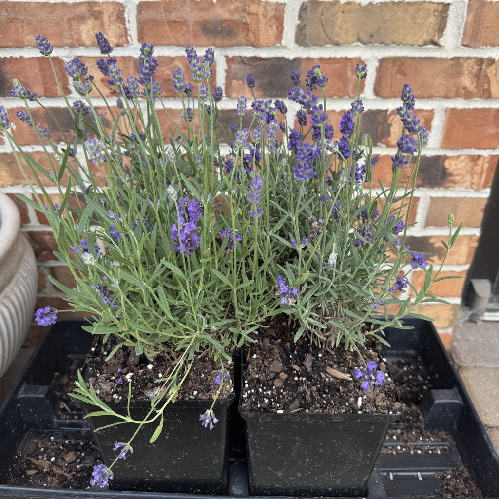 SuperBlue Lavender
