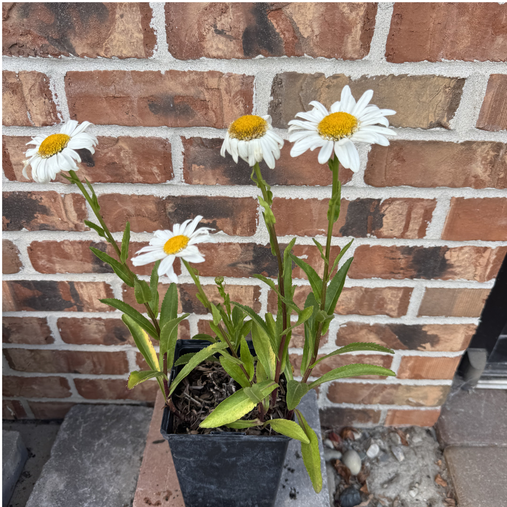 Sweet Daisy™ Birdy Shasta Daisy