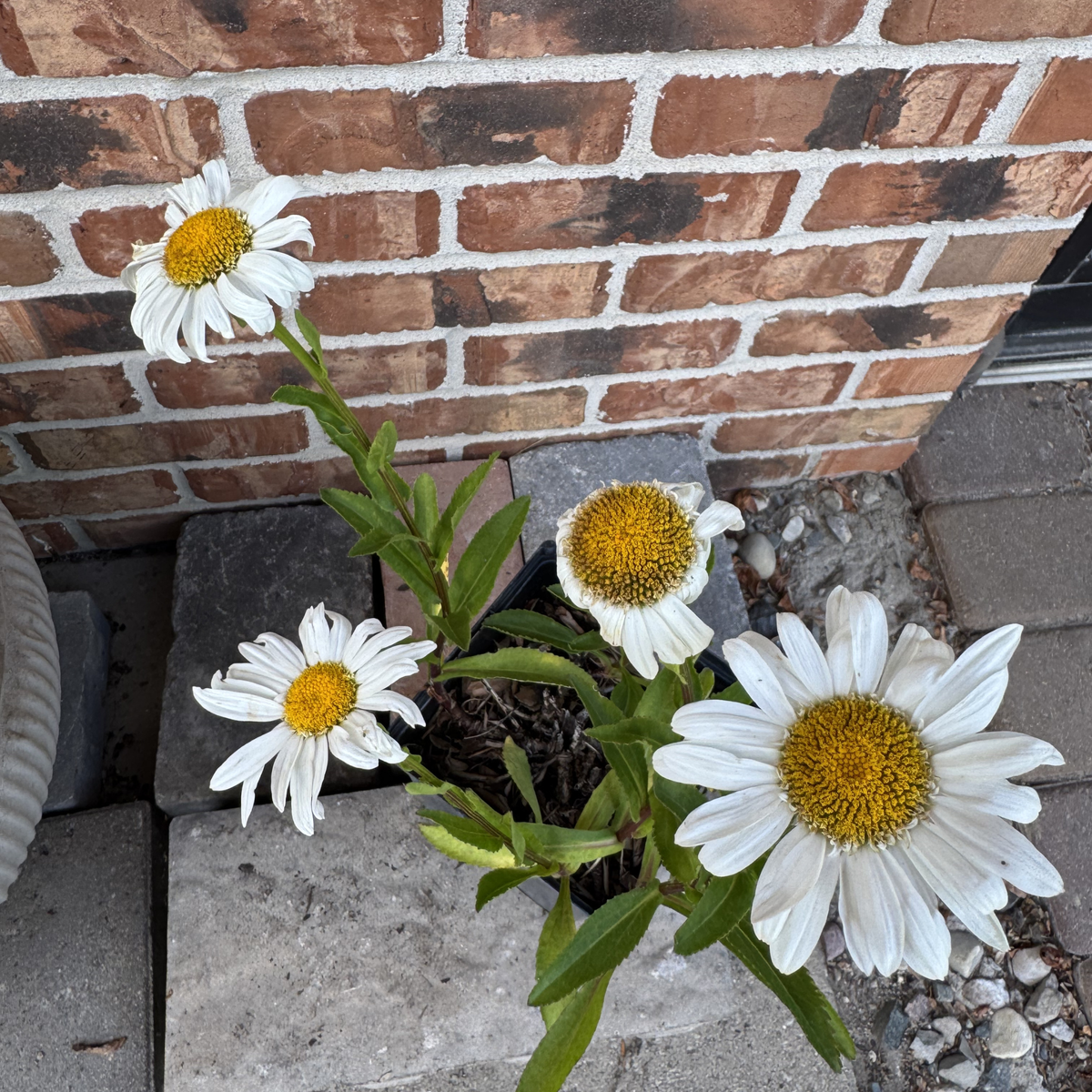 Sweet Daisy™ Birdy Shasta Daisy