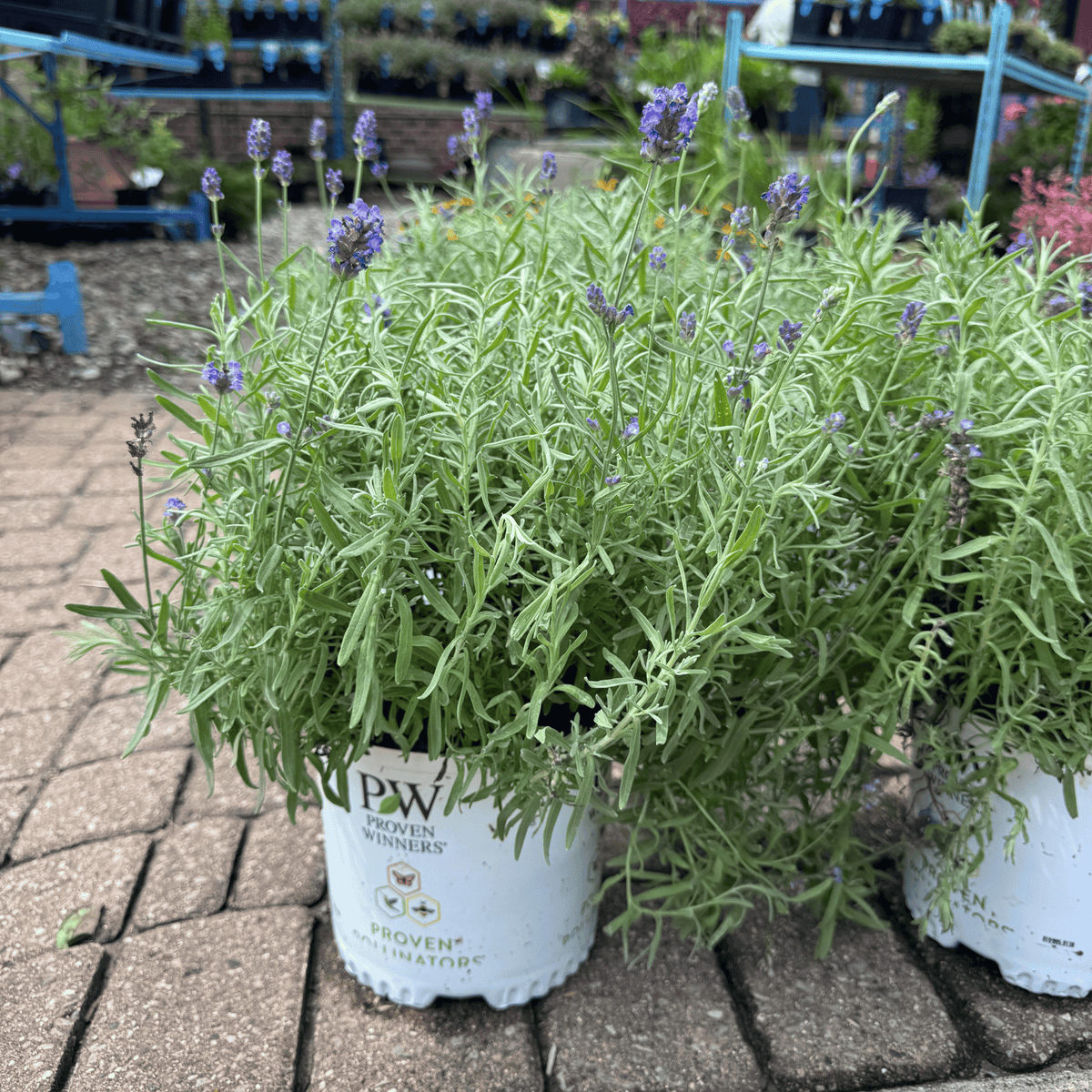 Sweet Romance® Lavender