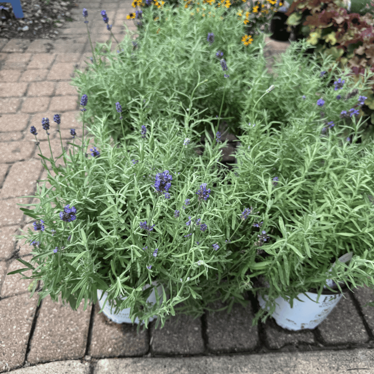 Sweet Romance® Lavender