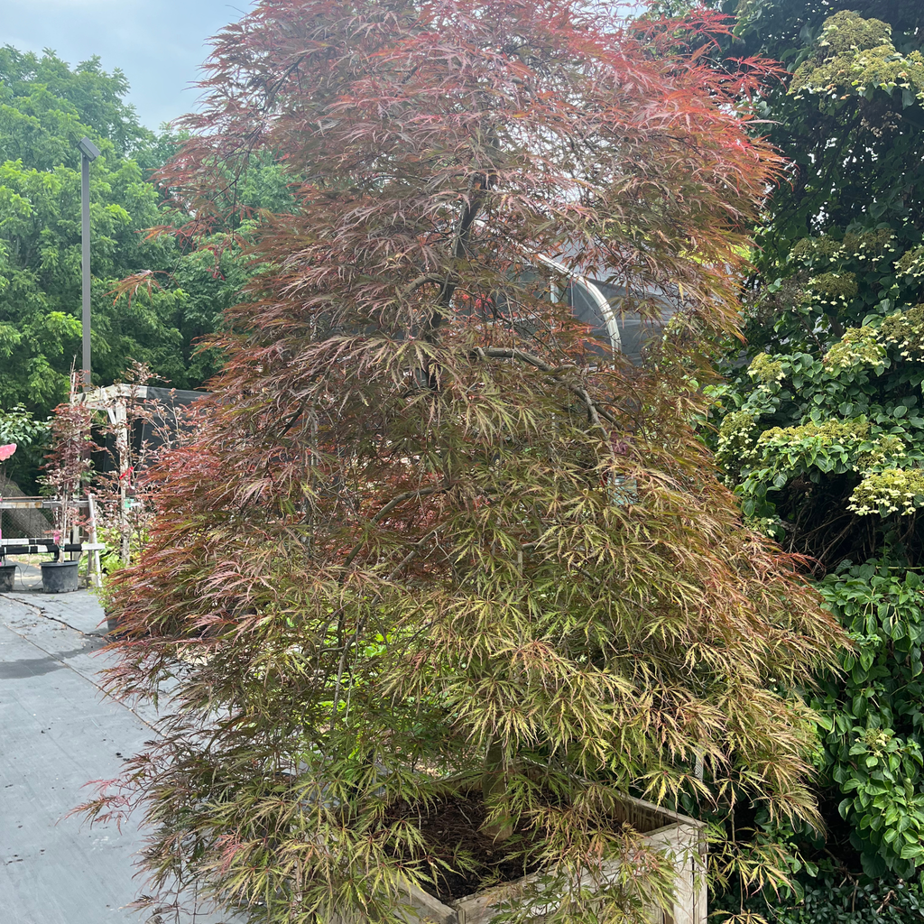 Tamukeyama Japanese Maple