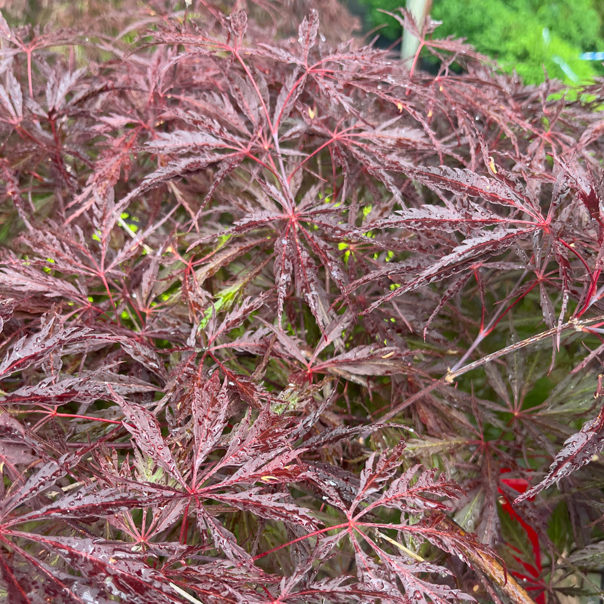 Tamukeyama Japanese Maple