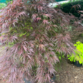 Tamukeyama Japanese Maple