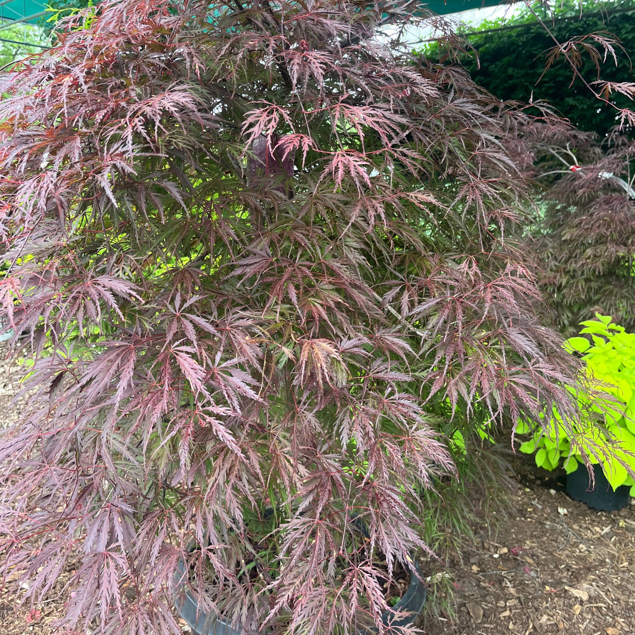 Tamukeyama Japanese Maple