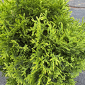 Tator Tot Arborvitae