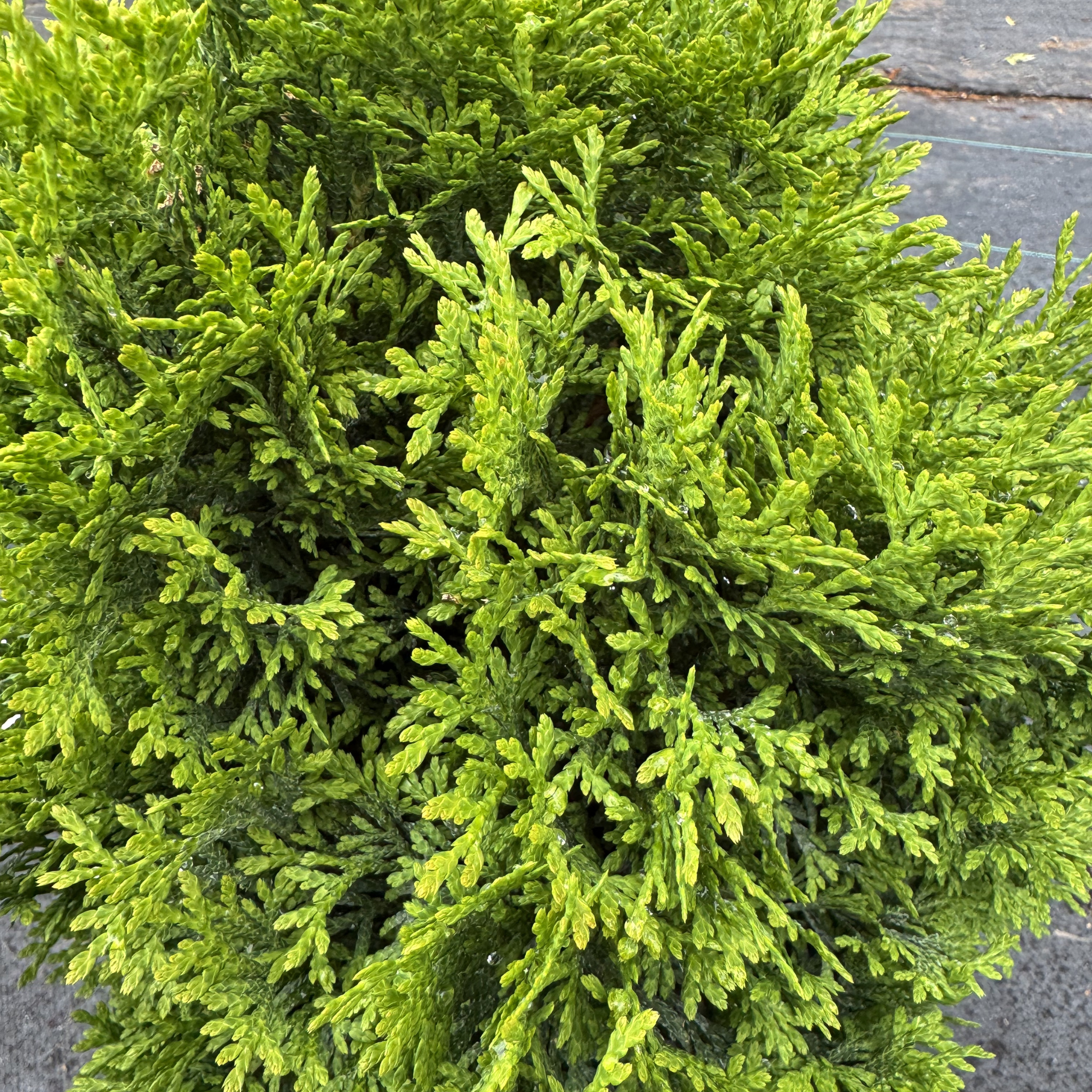 Tator Tot Arborvitae