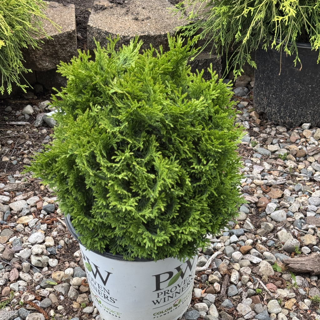 Tator Tot Arborvitae