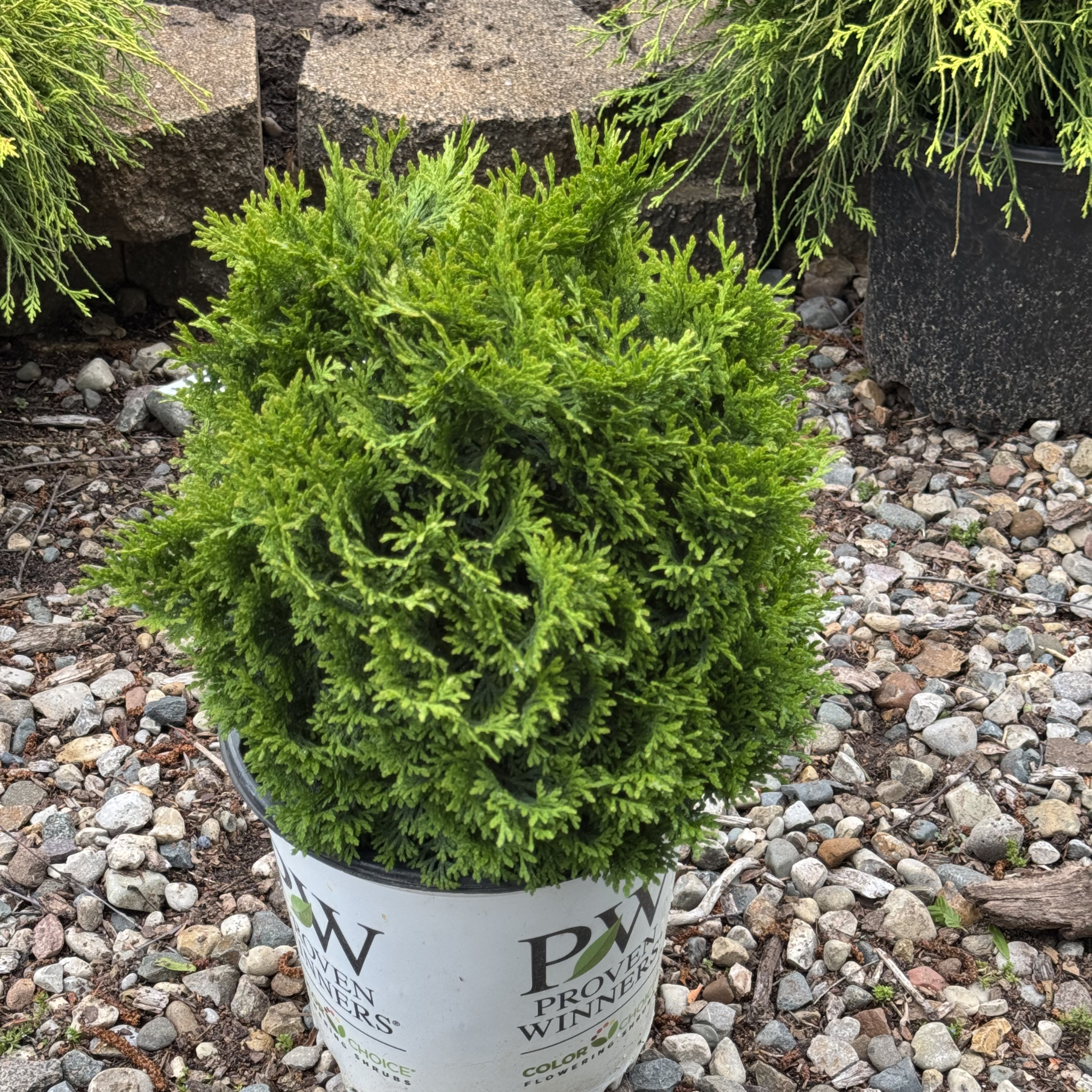 Tator Tot Arborvitae