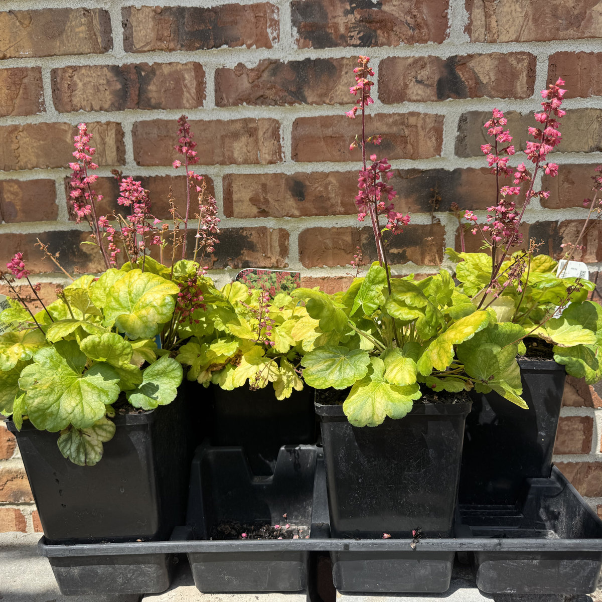 Timeless Glow Coral Bells