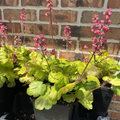 Timeless Glow Coral Bells