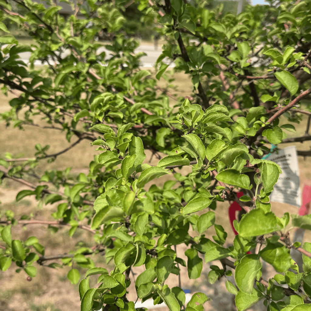 Tina Sargent Crabapple