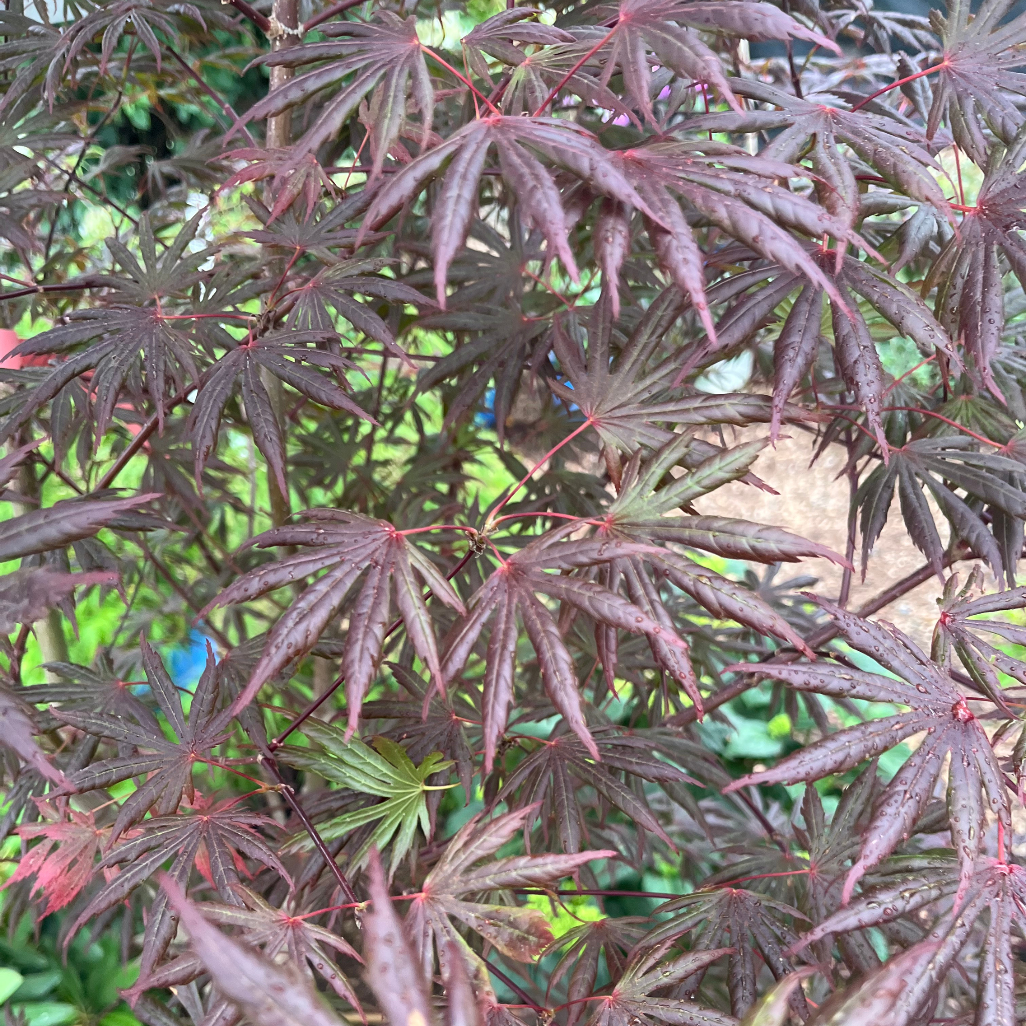 Trompenburg Japanese Maple