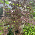Trompenburg Japanese Maple