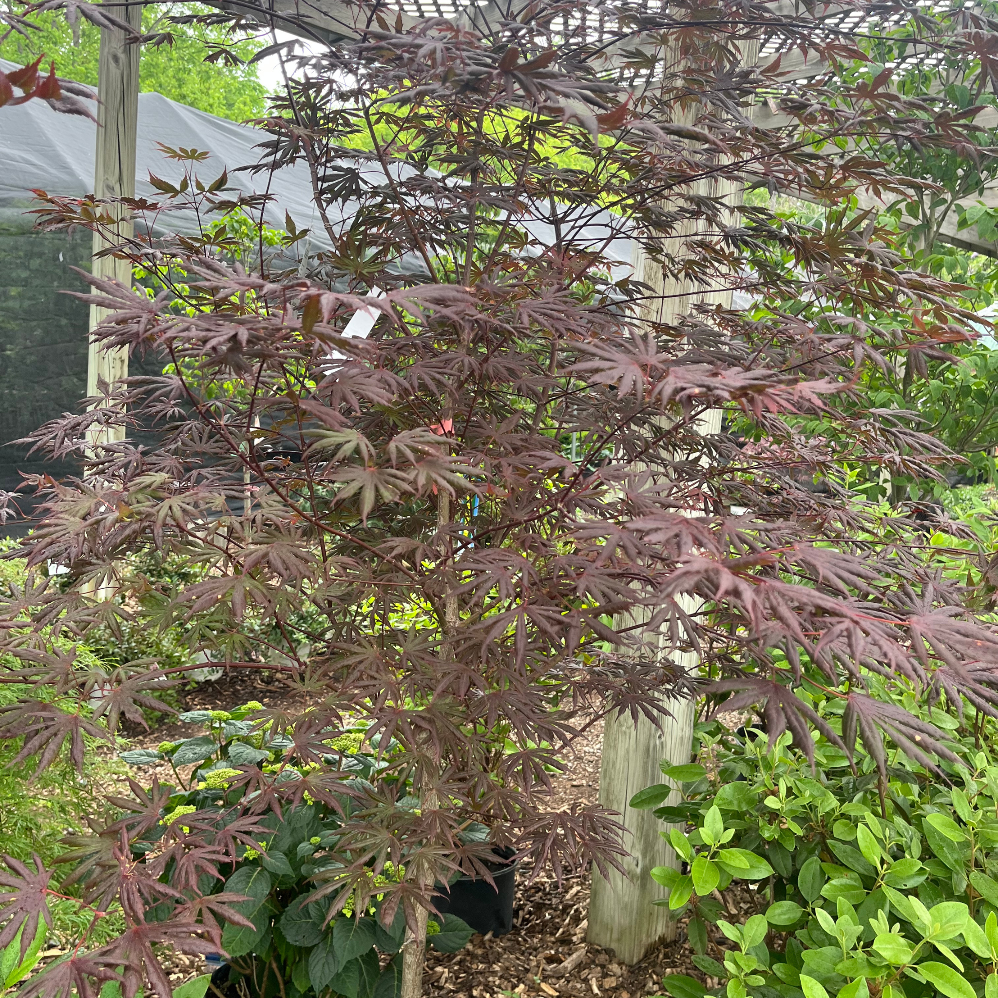 Trompenburg Japanese Maple
