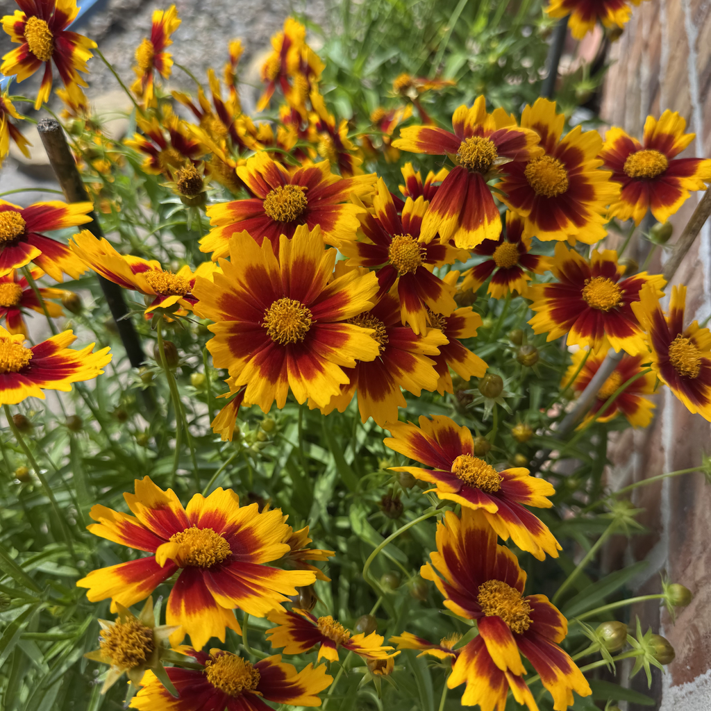 Gold & Bronze Coreopsis Uptick
