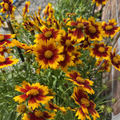 Gold & Bronze Coreopsis Uptick