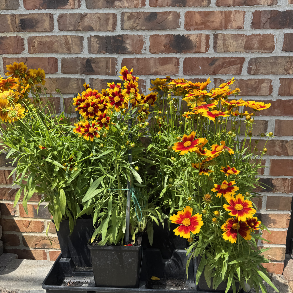 Gold & Bronze Coreopsis Uptick