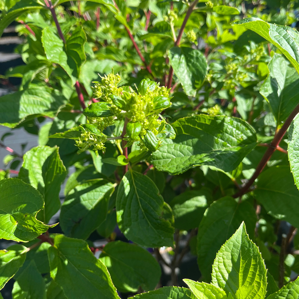 Vanilla Strawberry Hydrangea tree-form