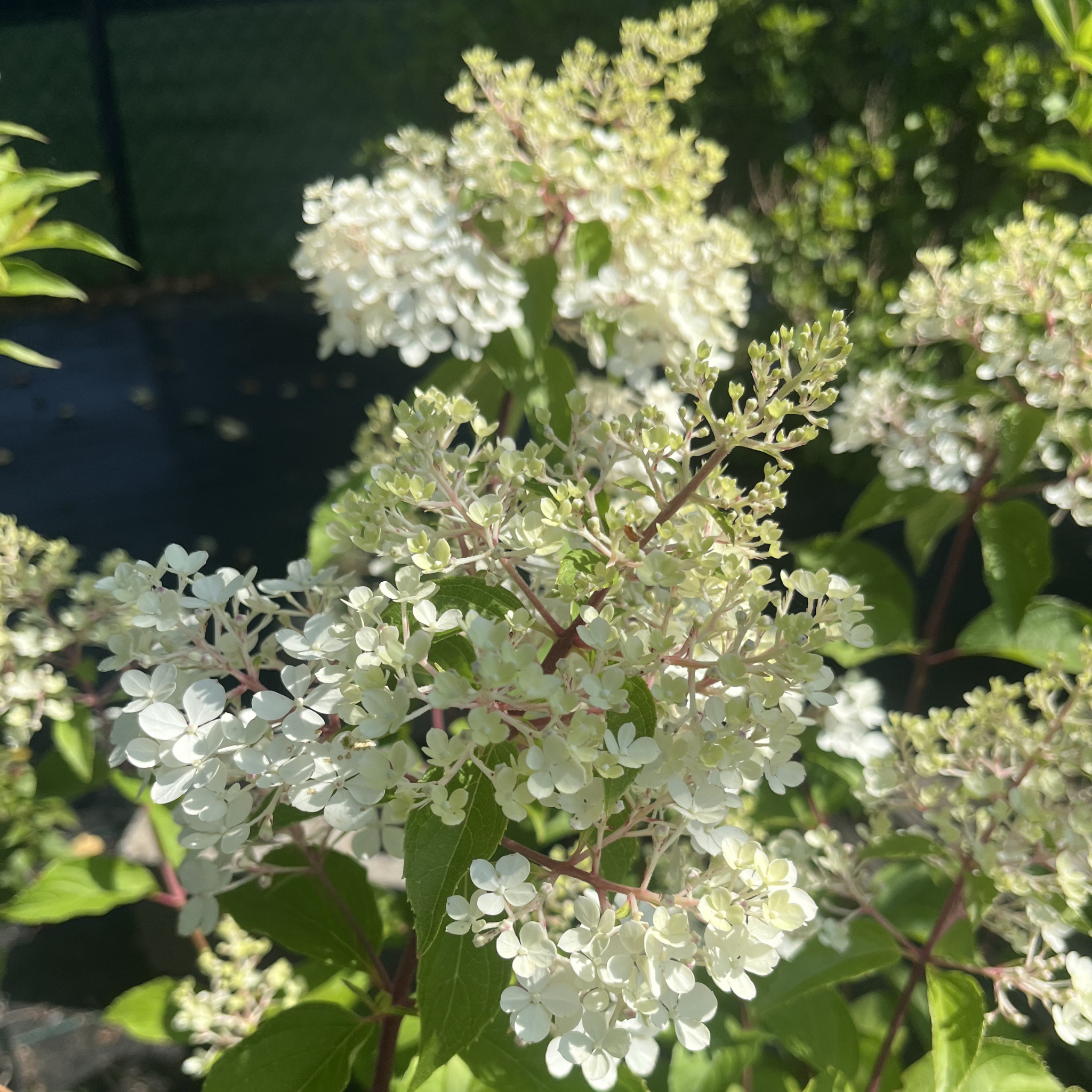 Vanilla Strawberry Hydrangea shrub-form