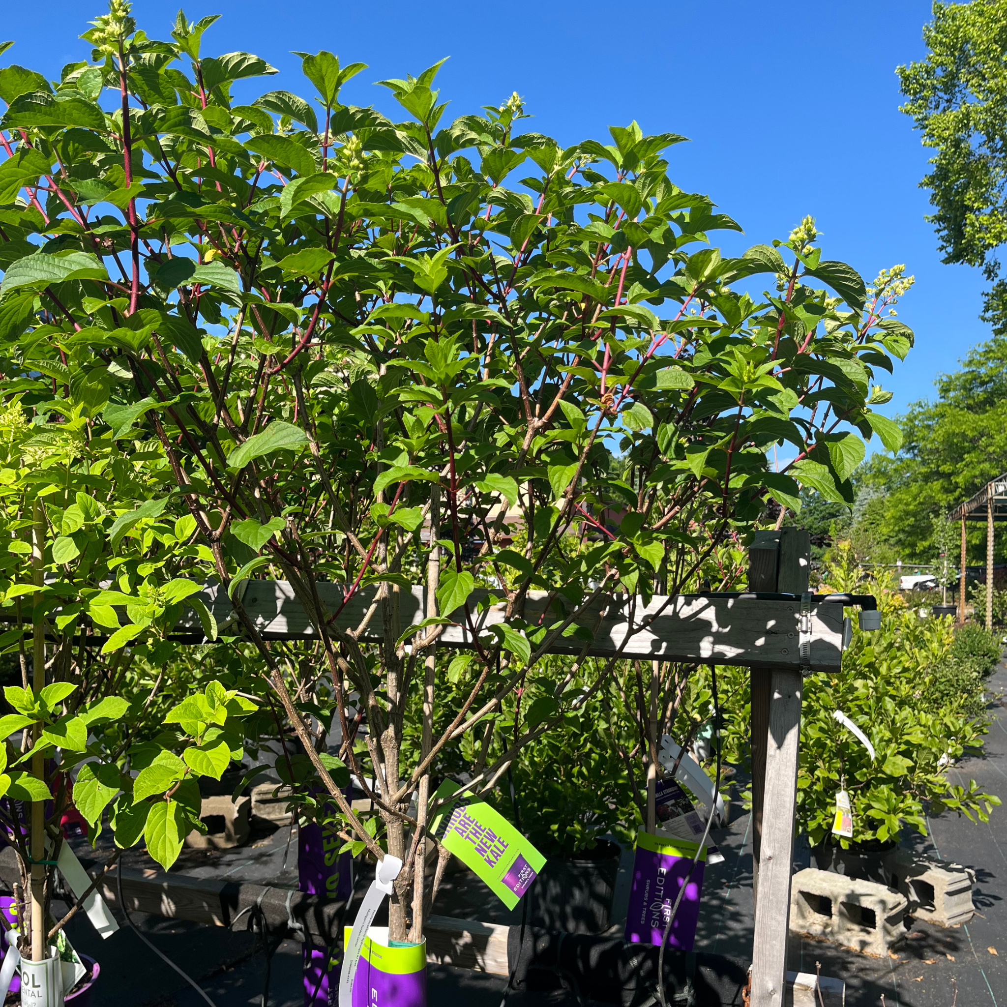 Vanilla Strawberry Hydrangea tree-form