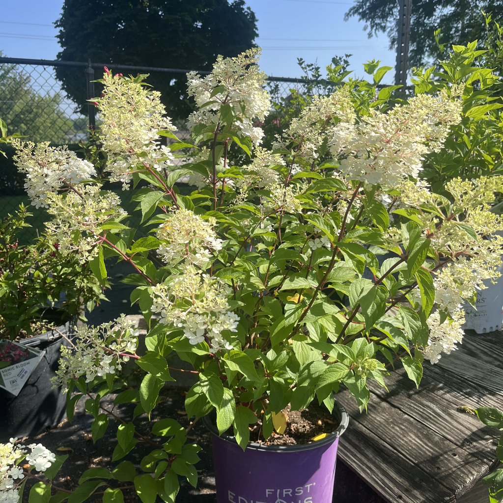 Vanilla Strawberry Hydrangea shrub-form
