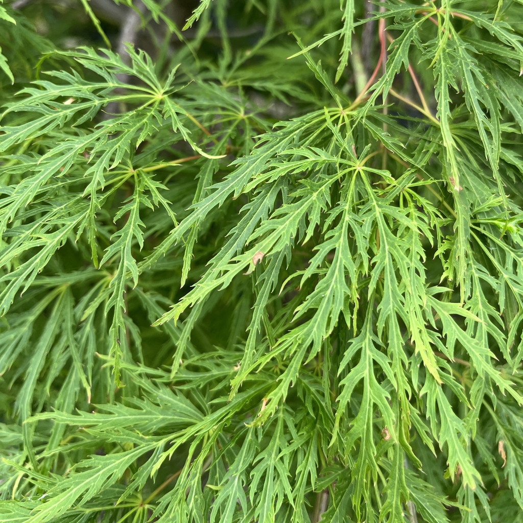 Viridis Lace Leaf Japanese Maple