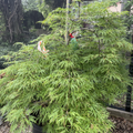 Viridis Lace Leaf Japanese Maple